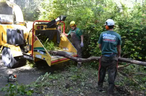 tree services Dunedin